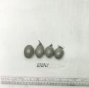 Click for 1 image(s) for this accession. FRUIT